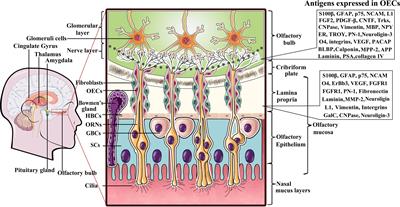 The Immunological Roles of Olfactory Ensheathing Cells in the Treatment of Spinal Cord Injury